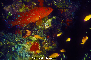 Red coral grouper and  yellow Anthias. by Alberto Romeo 